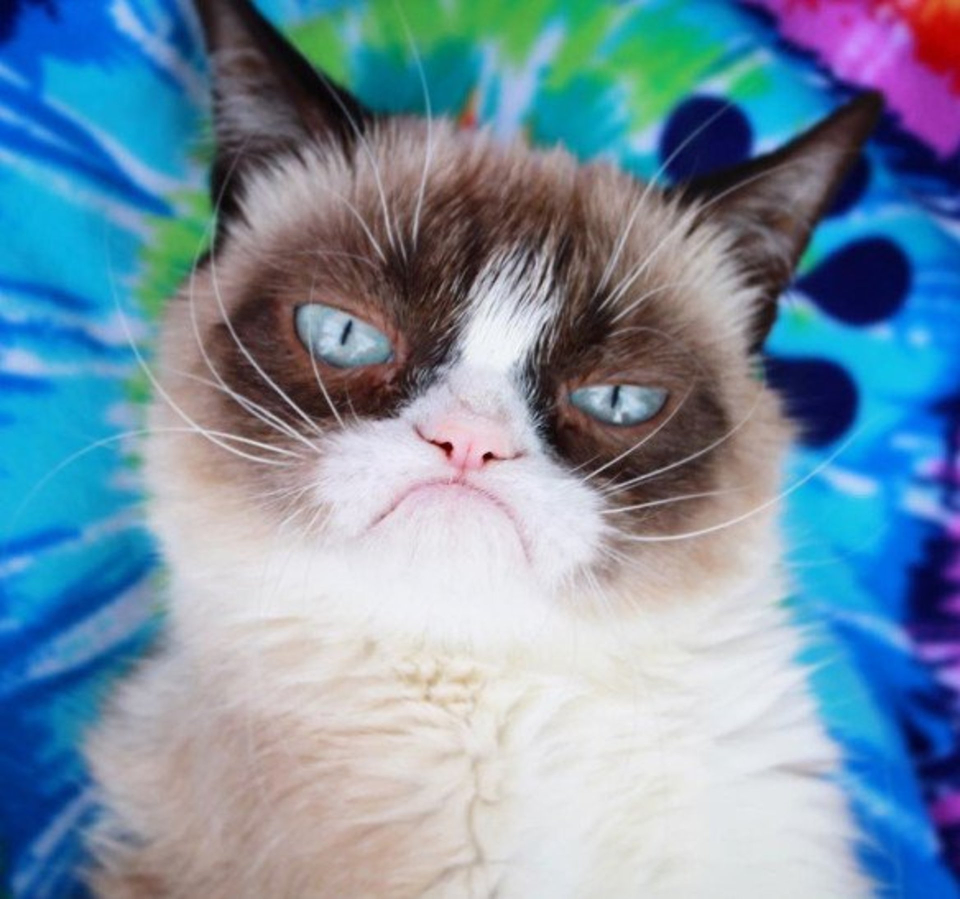 Grumpy Cat: померла найбільш сердита кішка у світі. Фото: Прямий.