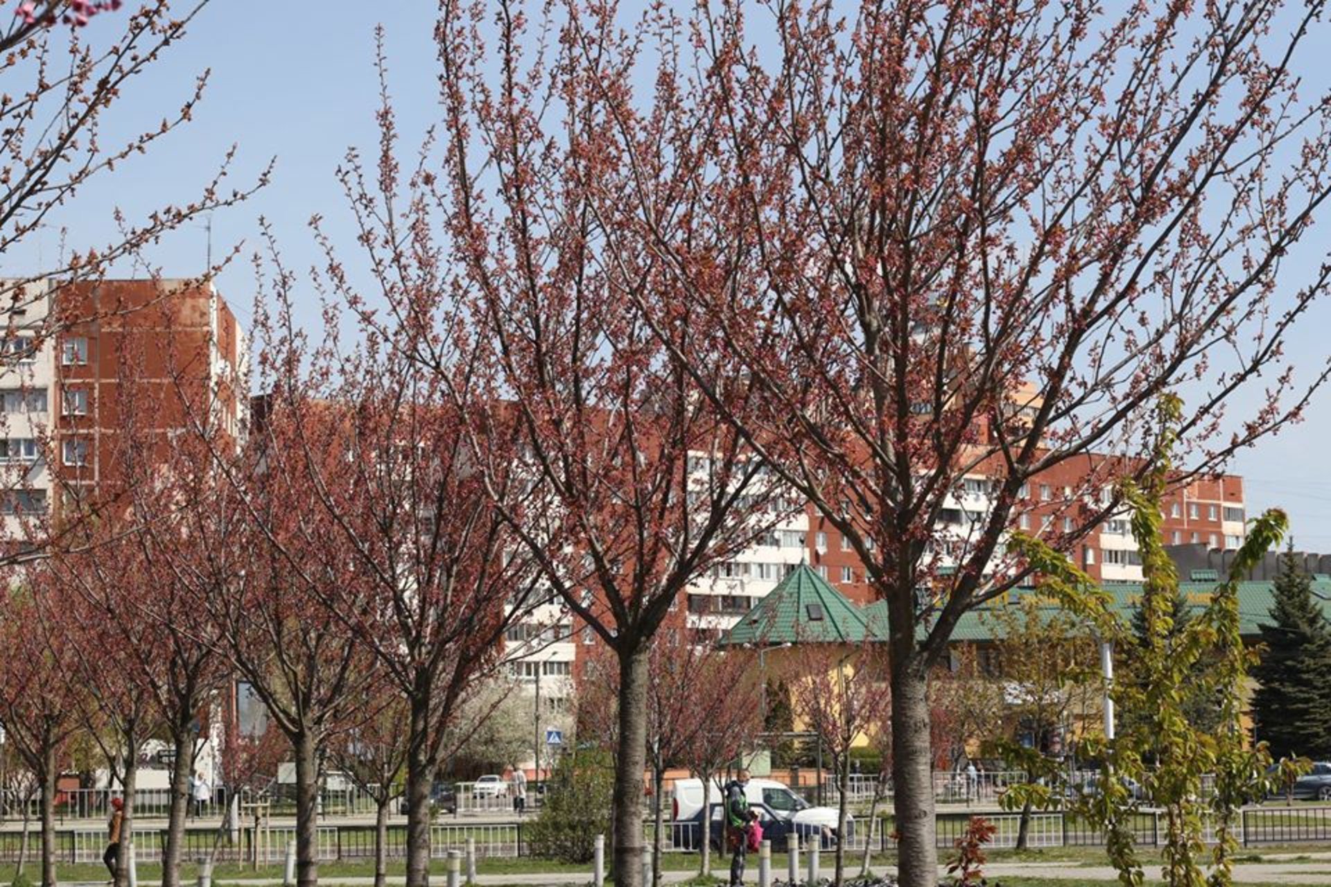 На Сихові починають цвісти сакури. Фото: Ena Shen.