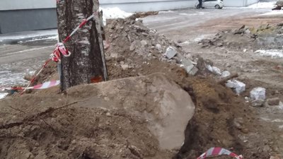 У Львові робітники пошкодили дерево