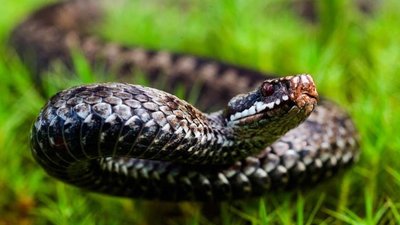 На Львівщині дівчина постраждала від укусу змії
