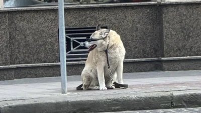 У Львові помітили модного собаку