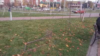 У Львові вандали знищили 32 дерева