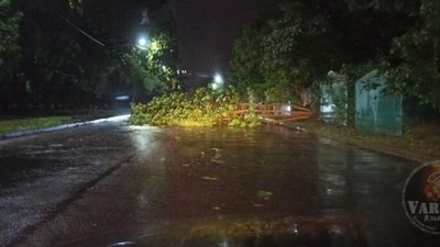 У Львові на Трускавецькій впало дерево (ФОТО)