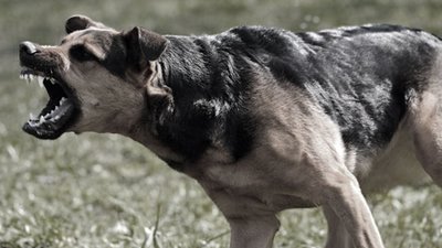 У селі на Львівщині оголосили двомісячний карантин через скаженого пса