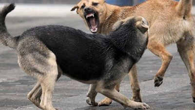 На Левандівці зграї собак кидаються на людей