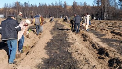 Сотні волонтерів з Львівщини відновлюють ліси на Луганщині (ФОТО)