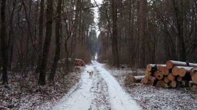 Новояворівська міськрада не дозволила лісгоспу рубати ліс