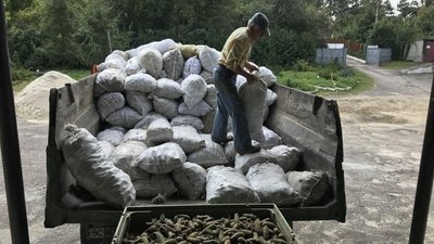 Підприємства Львівського лісомисливського господарства заготовили рекордну кількість лісового насіння