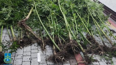 У Ходорові 61-річна жінка виростила 67 кущів конопель (ФОТО)