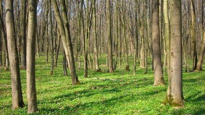 Продавали незаконно зрубані дерева – на Львівщині правоохоронці припинили схему розкрадання лісу