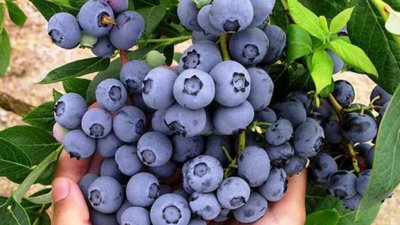 Для аграріїв Львівщини проведуть семінар із прибуткового вирощування лохини