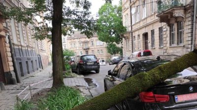 У центрі Львова дерево впало на BMW (ФОТО, ВІДЕО)