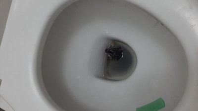У Львові з унітазу почали вилазити щурі (ФОТО)
