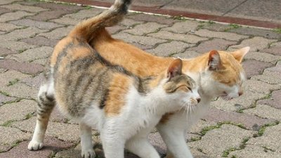 У Львові проживає шість тисяч котів-безхатьків - міськрада