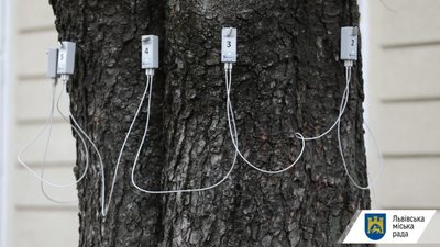 У Львові закупили імпульсний томограф для виявлення аварійності дерев (ФОТО, ВІДЕО)