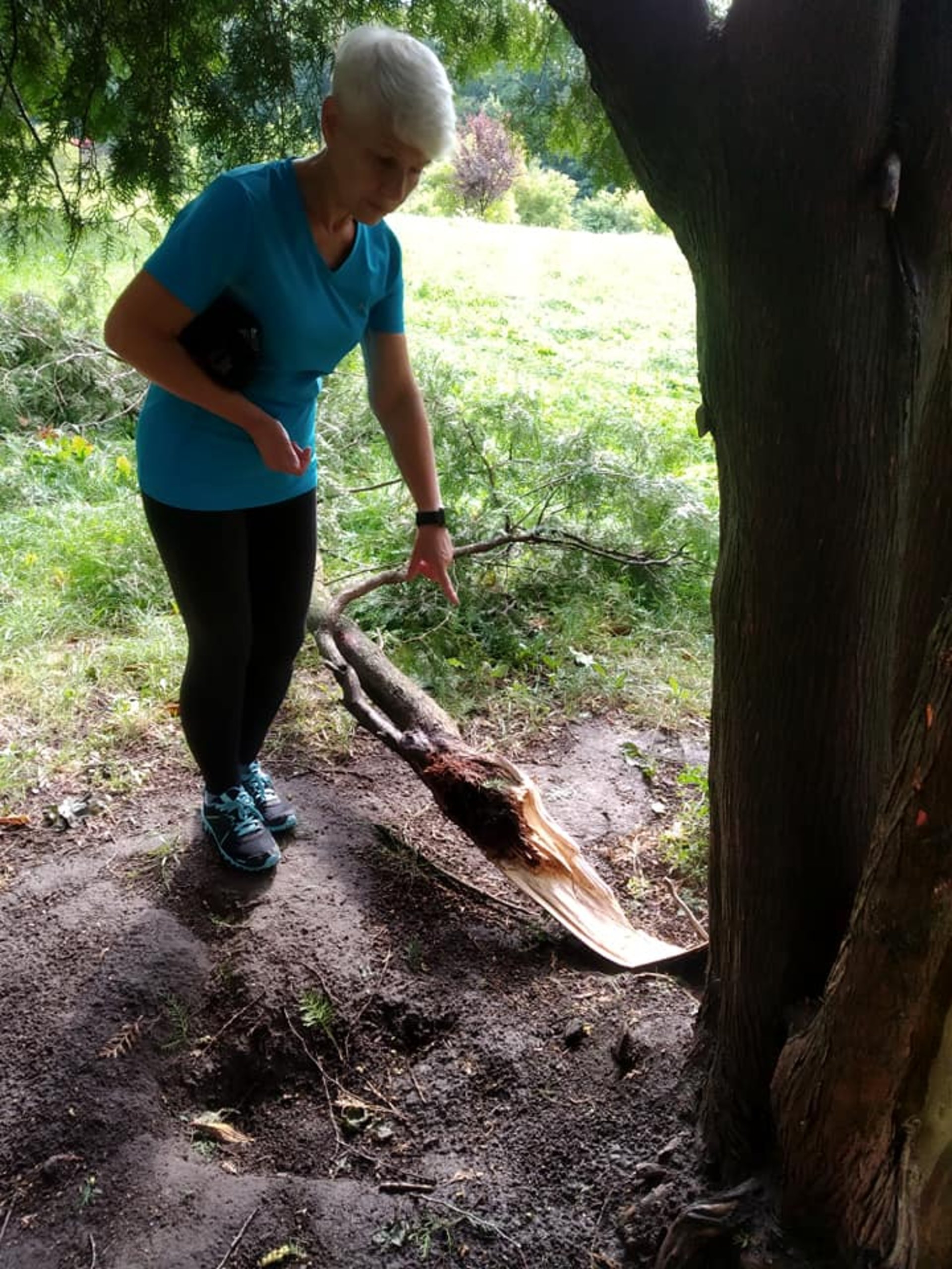 У Львові у парку культури впали дерева, фото із Фб-сторінки парку