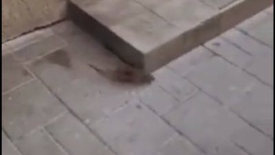 Центр Львова знову окупували щурі (ВІДЕО)