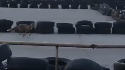 У Львові бігає лисиця (ВІДЕО)