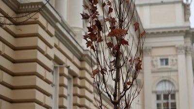 У Львові біля університету імені Івана Франка висадили клени