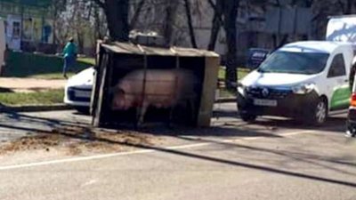 ДТП за участі свині сталося неподалік м’ясокомбінату (ФОТО)
