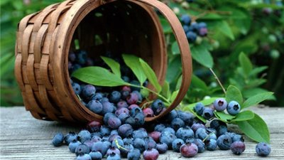 На львівському курорті на жінку напала змія