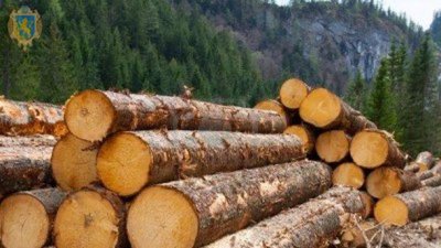 В Україні впровадили нові стандарти на деревину