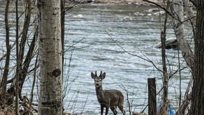 На Львівщині самець козулі вийшов до берега