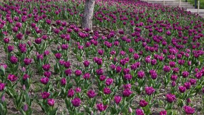 У Львові висаджують тюльпани з Нідерландів