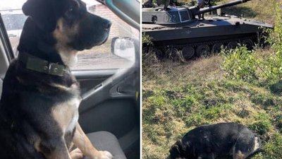 На Львівщині застрелили собаку військового