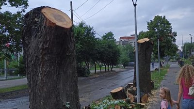 У Львові через магазин зрізали дерева (ФОТО)