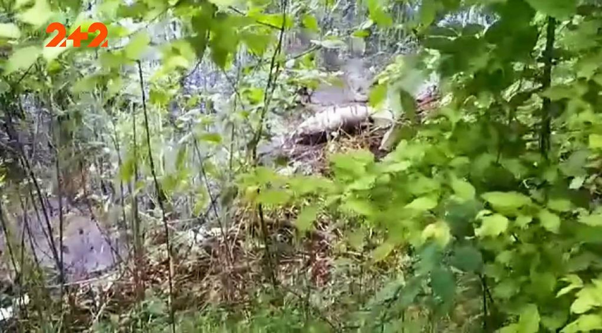 На Київщині велетенська риба вийшла з води. Фото: 2+2