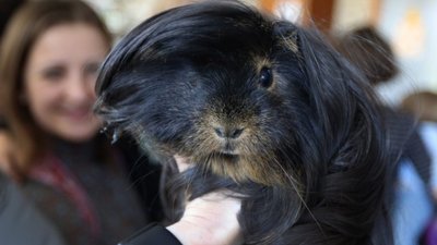 У Львові відбулася виставка морських свинок (ФОТО)