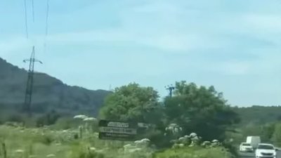 На Львівщині знищують борщівник (ВІДЕО)