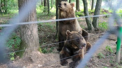 Послуга для ведмедів: як під Львовом відкрили притулок "Домажир" (ФОТО,  ВІДЕО)