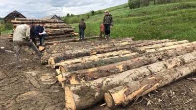 У Сколівському районі незаконно зрубали понад 100 смерек