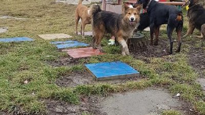 У Винниках зграї собак наражають містян на небезпеку (ФОТО)
