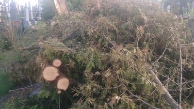 Біля Львова на могилу поскладали зрізану тую (ФОТО)