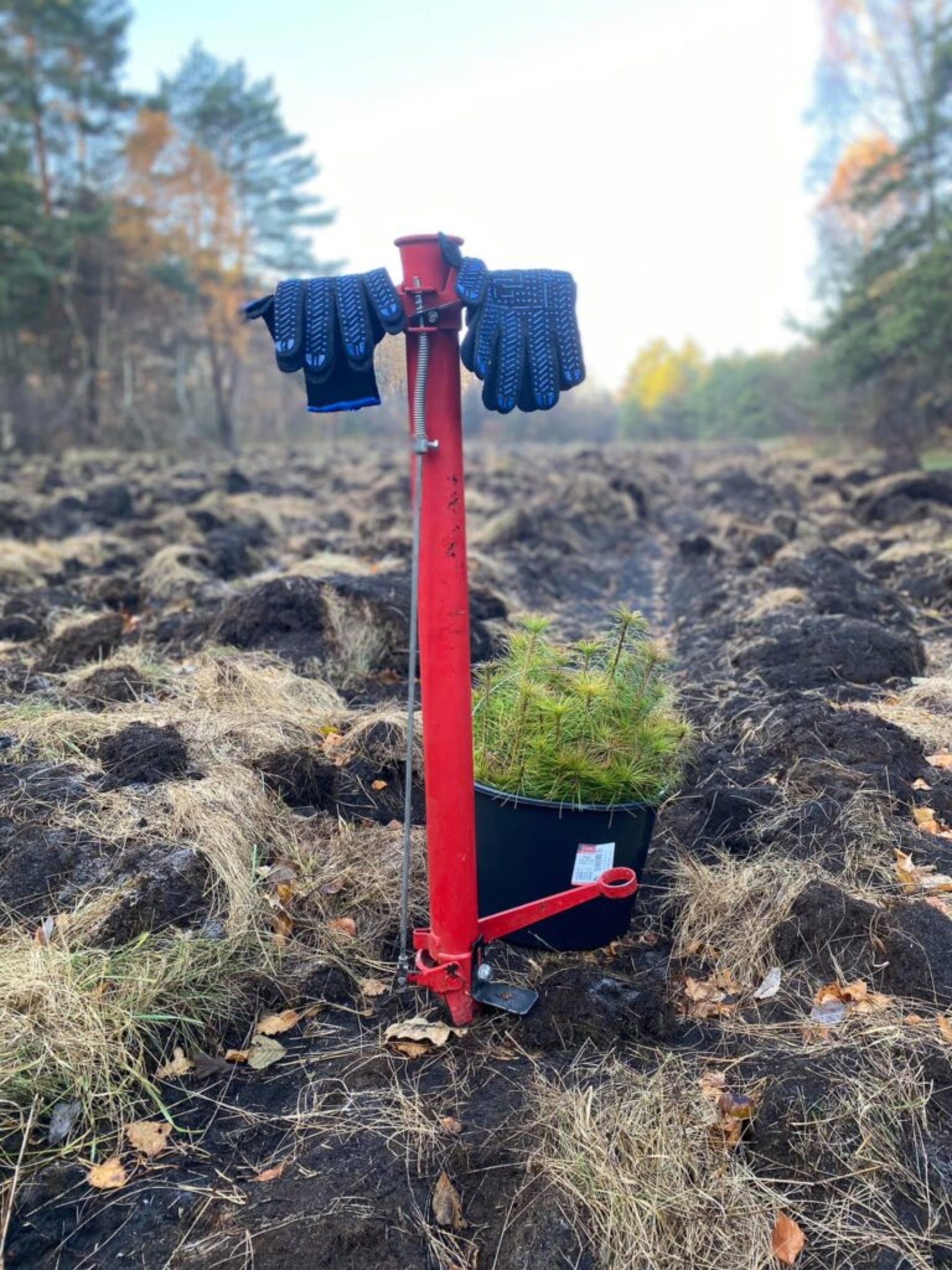На Жовківщині висадили сосни і дуби
