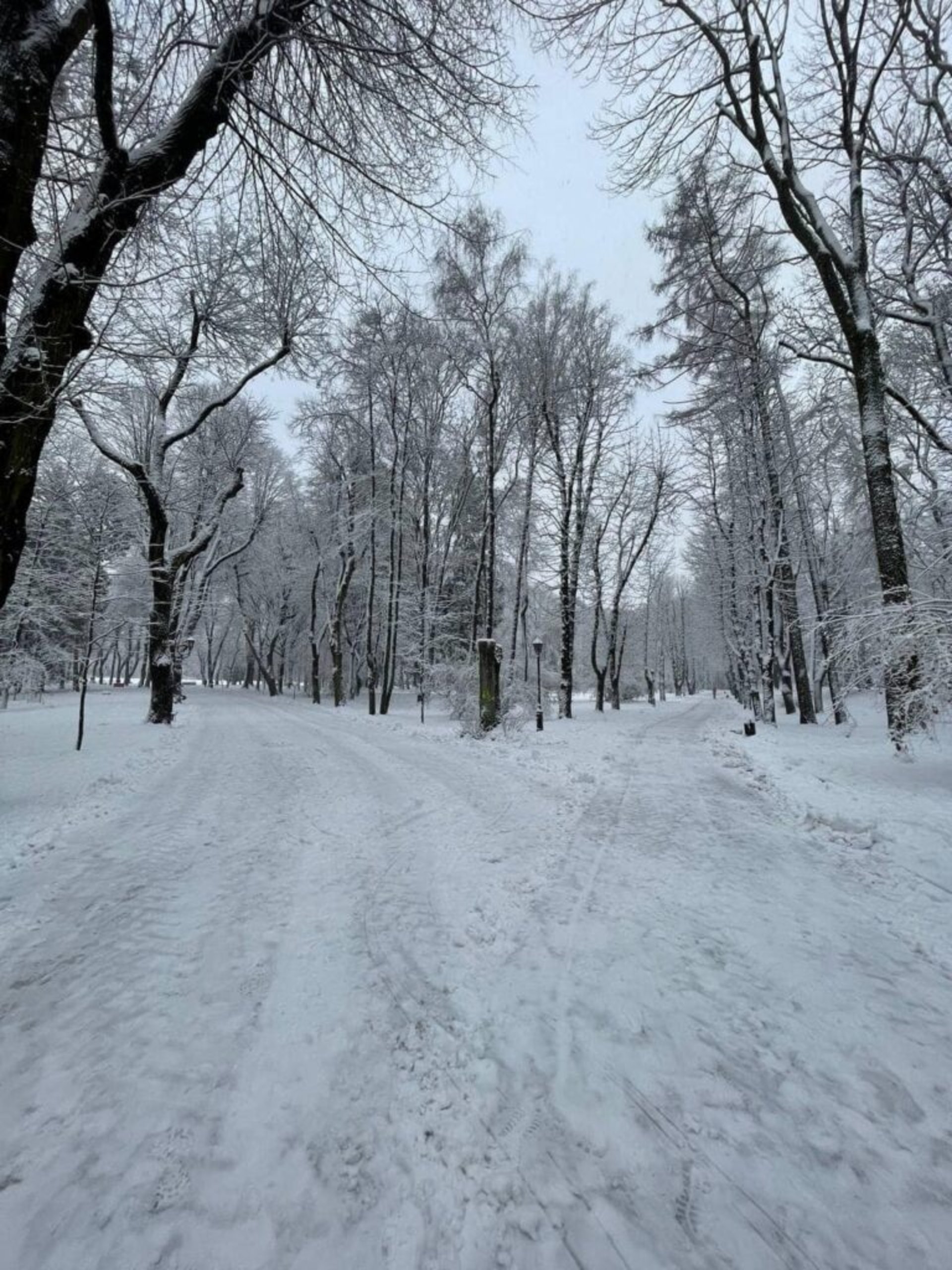 У Львові закликають уникати прогулянок у парках, фото Стрийського парку