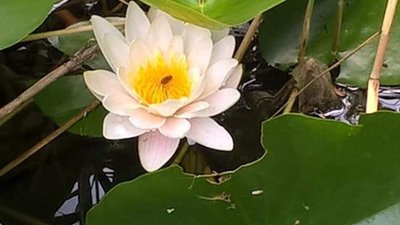 У Львові Левандівське озеро вкрилося цвітом водяних лілій (ФОТО)