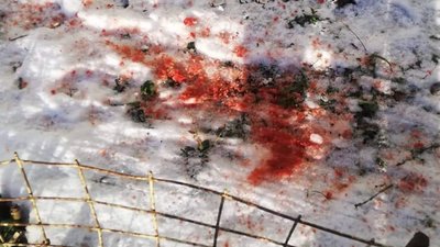 У Львові вкотре виявлено отруту для собак