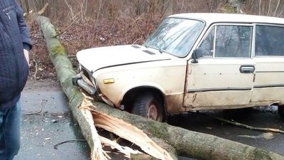 На Львівщині з автошляхів прибирають повалені дерева