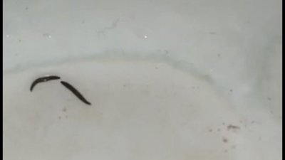 У Львові із крану з водою прибули п’явки (ВІДЕО)