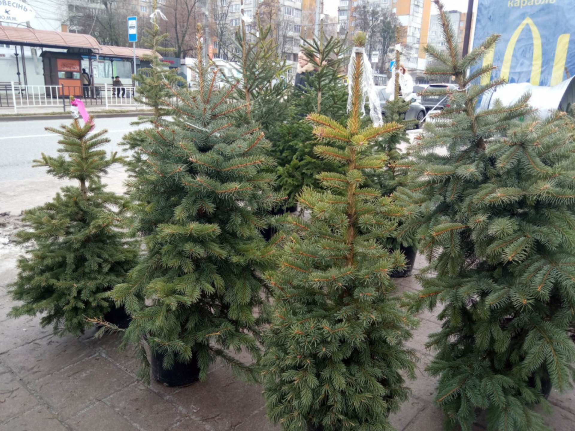 Ціни на ялинки у Львові