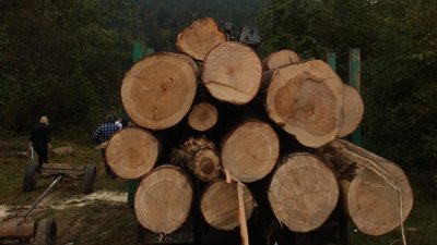 На Львівщині продовжують красти ліс (ФОТО)
