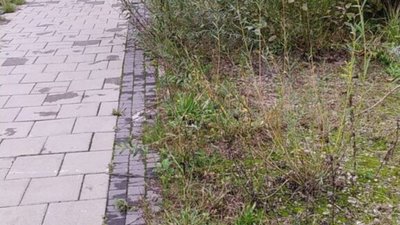 У Львові заросла велодоріжка (ФОТО)