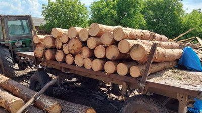 На Львівщині незаконно вирубують дерева (ФОТО)