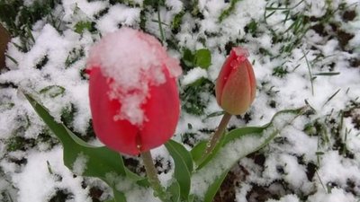 Засніжені квіткові клумби на Сколівщині (ФОТО)