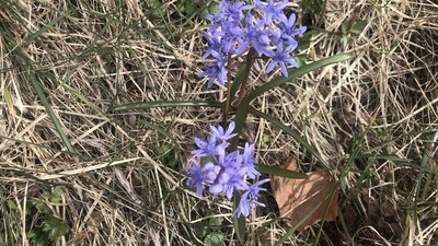 Стільське городище на Львівщині вкрилось квітами (ФОТОРЕПОРТАЖ, ВІДЕО)