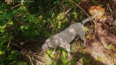 На Львівщині собаці врятували життя (ФОТО)